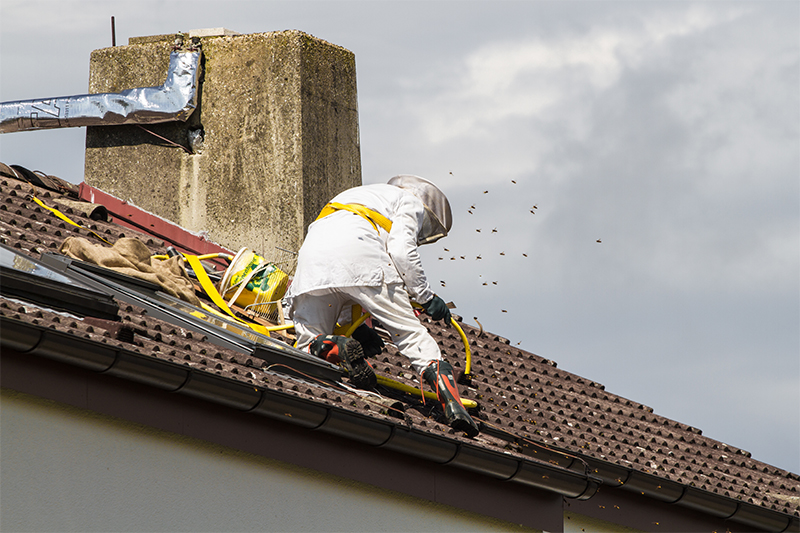 Bee Pest Control in Banbury Oxfordshire