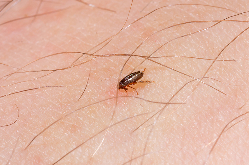 Flea Pest Control in Banbury Oxfordshire