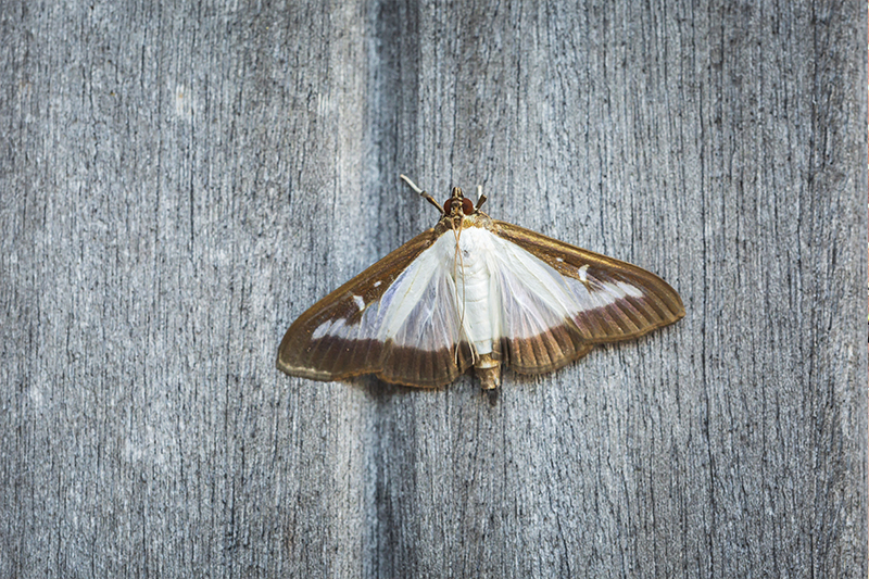 Moth Pest Control in Banbury Oxfordshire